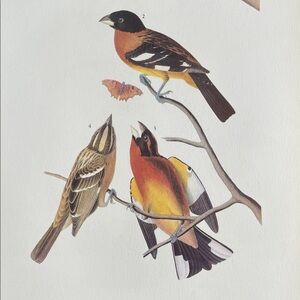 Vintage Botanical Bird Print